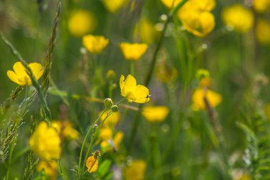 Sarı buttercup çayır