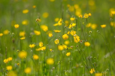 Sarı buttercup çayır