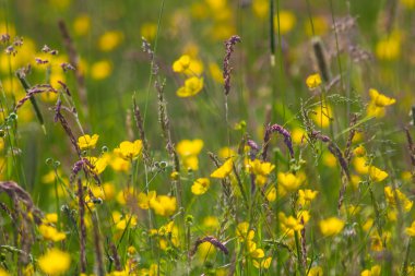 Sarı buttercup çayır