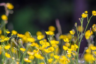 Sarı buttercup çayır