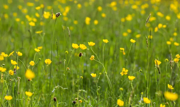 Sarı buttercup çayır