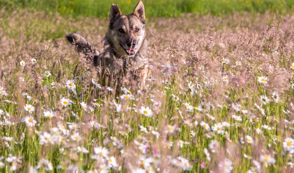 kaçarken papatyalar alanda köpek