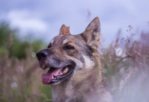 Портрет собаки на полях полевых цветов — стоковое фото