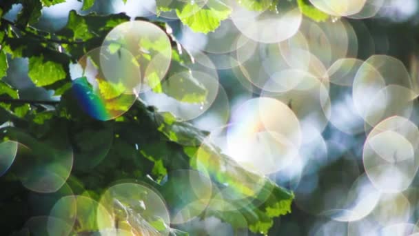 Göze batan güneş ışığı bokeh doğa soyut bitki yaprakları — Stok video