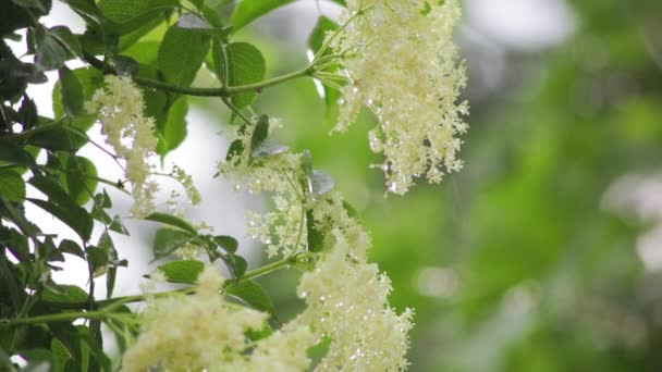 Chuva na flor de ancião na luz brilhante — Vídeo de Stock