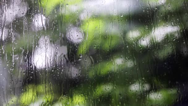 雨下在窗口和花园的背景上 — 图库视频影像