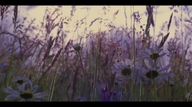 Wilfflowers alan Rüzgar Retro çayır parlak gündoğumu ile gitti