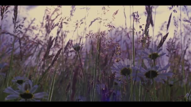 Wilfflowers Campo ido com o vento Retro prado nascer do sol brilhante — Vídeo de Stock