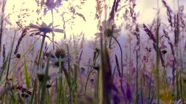 Wilfflowers Campo ido con el viento Prado retro brillante amanecer — Vídeo de stock