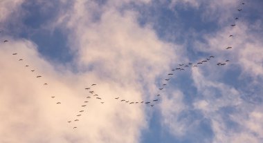Göçmen kuşlar mavi gökyüzünde sonbaharda güneye uçarlar, Doğa Kuşları vahşi yaşamdır.