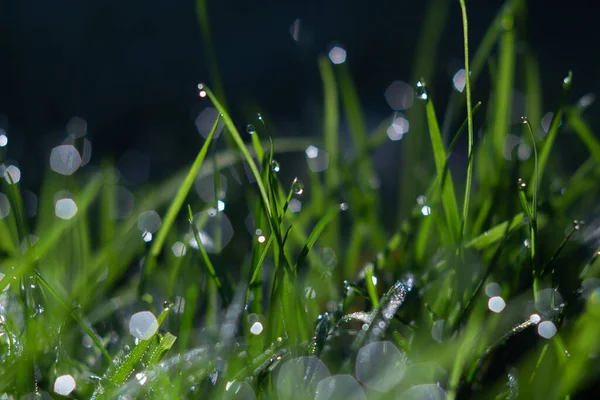 Tetesan Air Embun Rumput Hijau Menutup Dengan Kilauan Sinar Matahari — Stok Foto