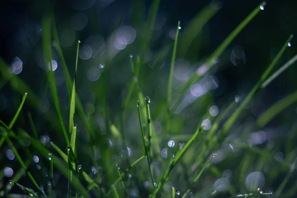 Tetesan Air Embun Rumput Hijau Menutup Dengan Kilauan Sinar Matahari — Stok Foto