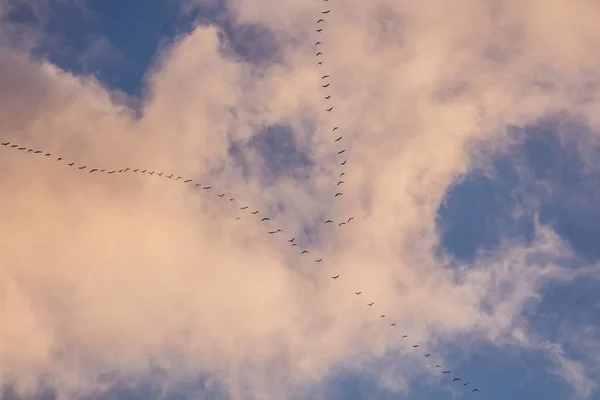 Migratory birds formation in the blue sky fly south in autumn, Nature Birds wildlife