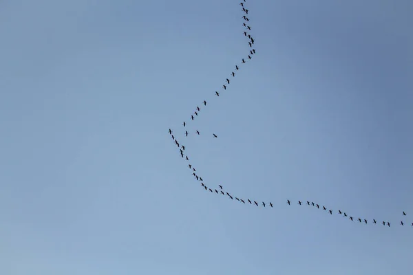 Migratory Birds Formation Blue Sky Fly South Autumn Nature Birds — Stock Photo, Image