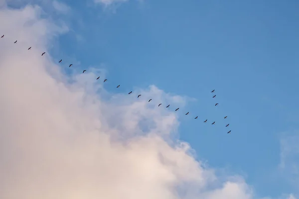 Migratory birds formation in the blue sky fly south in autumn, Nature Birds wildlife