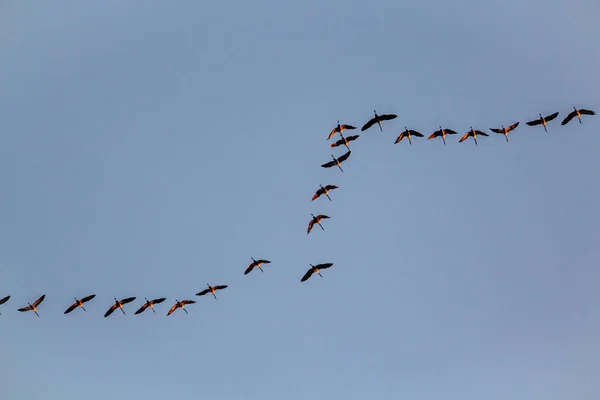 Migratory birds formation in the blue sky fly south in autumn, Nature Birds wildlife