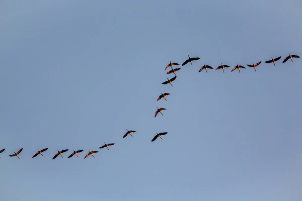 Migratory Birds Formation Blue Sky Fly South Autumn Nature Birds — Stock Photo, Image