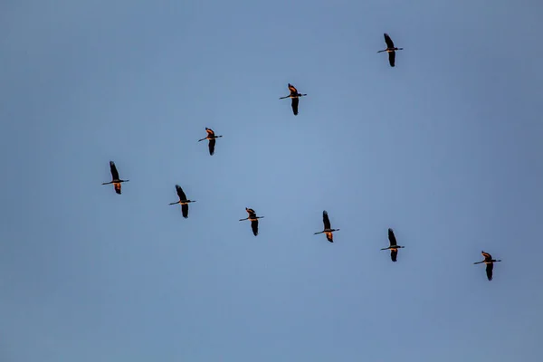 Migratory birds formation in the blue sky fly south in autumn, Nature Birds wildlife