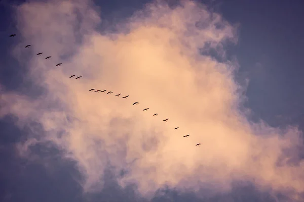 Мігруючі Птахи Утворюються Голубому Небі Летять Восени Південь — стокове фото