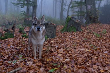 Çekoslovakya kurt köpeği sonbaharda sisli orman manzarası Doğa hayvanları