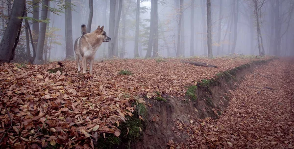 Csehszlovákiai Farkaskutya Ősszel Foggy Erdő Tájkép Természet Állatok Vadvilág — Stock Fotó