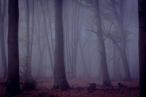 Foggy Spettrale Foresta Paesaggio Scuro Autunno Colori Natura Autunno Astratto — Foto Stock