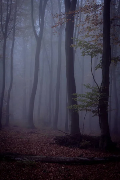 Foggy Skrämmande Skog Mörka Landskap Höst Färger Natur Falla Abstrakt — Stockfoto