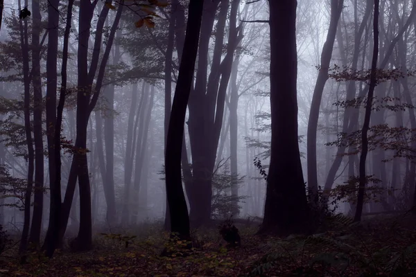 Foggy Skrämmande Skog Mörka Landskap Höst Färger Natur Falla Abstrakt — Stockfoto