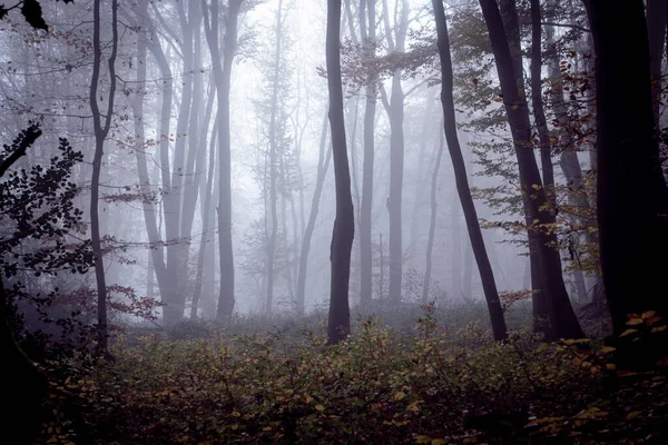 Foggy Skrämmande Skog Mörka Landskap Höst Färger Natur Falla Abstrakt — Stockfoto