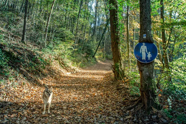 Sentiero Escursionistico Rheinsteig Foresta Paesaggio Colorato Autunno Con Antico Segno — Foto Stock