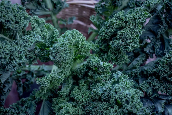 Kale Mand Buiten Daglicht Boven Uitzicht Winter Seizoen Superfoods — Stockfoto
