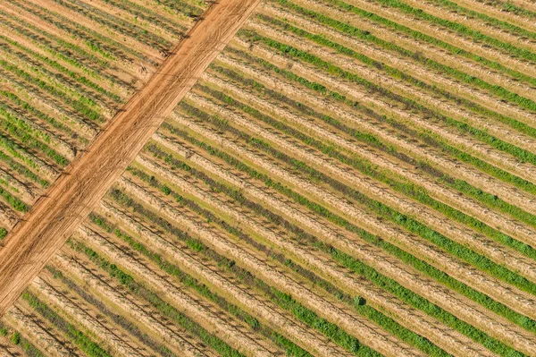 Vue Aérienne Paysage Industriel Méditerranéen Agriculture Olivenza Estrémadure Espagne — Photo