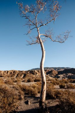Tabernas Çölü 'ndeki çorak bitki örtüsü kışın Almerya İspanya doğası