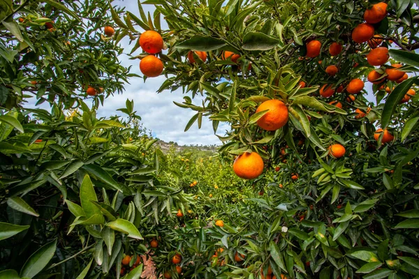 Andaluzia Mandarina Plantação Pomares Frutas Paisagem Sul Espanha — Fotografia de Stock