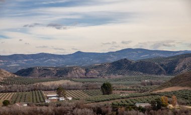 Endülüs Endüstriyel Tarım İspanyasında uçsuz bucaksız zeytin koruluğu manzarası