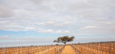Endülüs 'te bir üzüm bağının ortasındaki tek bir ağaç.