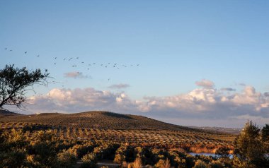 İspanya 'nın Aguilar de la Frontera bölgesindeki Laguna de Zonar kuş yuvasında Endülüs zeytin korusu tepeleri.
