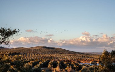 İspanya 'nın Aguilar de la Frontera bölgesindeki Laguna de Zonar kuş yuvasında Endülüs zeytin korusu tepeleri.