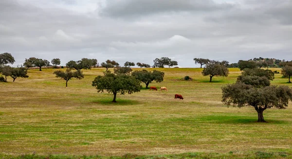 Kühe Grasen Auf Der Grünen Weide Zwischen Korkeichen Andalusien Spanien — Stockfoto