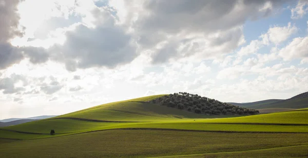 Bright Green Rolling Hills Andalusian Fields Winter — Stock Photo, Image