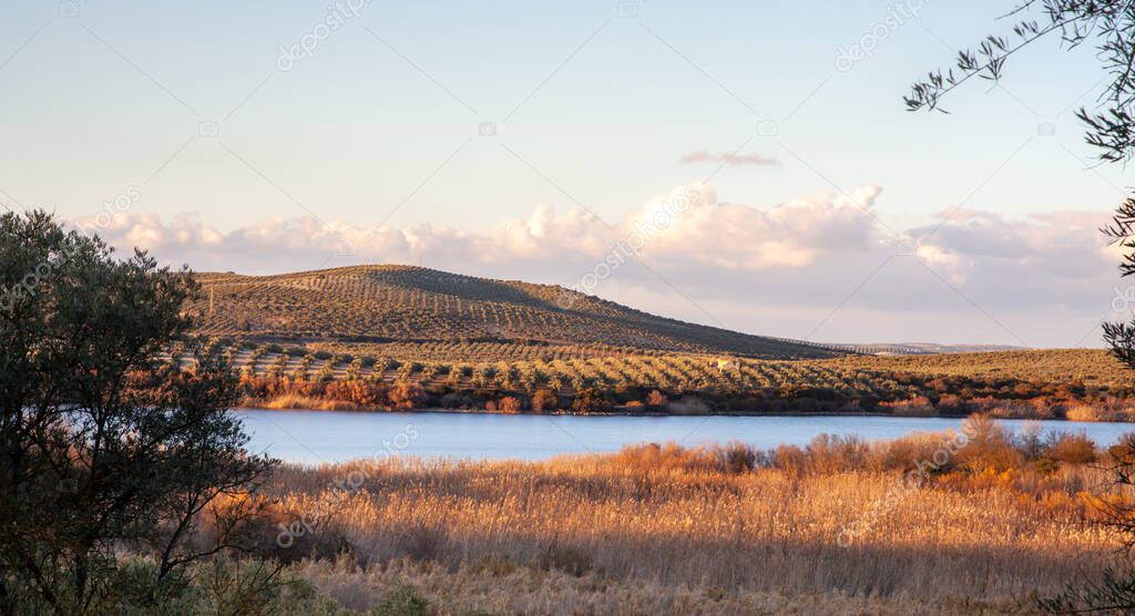 andalusia olive grove hills at the Laguna de Zonar birds nature reserve in Aguilar de la Frontera  Spain