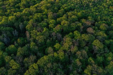 Hambach Ormanı taze yeşil yapraklı ağaç tepesi manzaralı, Morschenich Kahverengi kömür tarlası