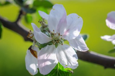 Elma ağacı tomurcuklanır. Bahar mevsimi detayları. Doğanın özgeçmişi.