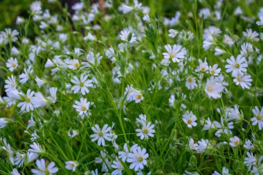 Gerçek yosun çiçekleri, doğal bahar mevsimi vahşi çiçekler.