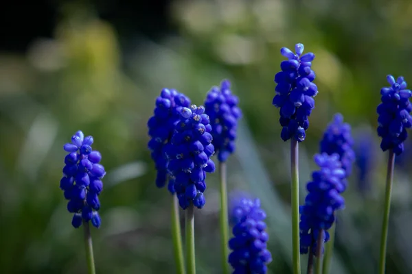 Сині Гіацинти Природа Красиві Весняні Квіти — стокове фото