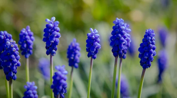 Blauwe Hyacinten Natuur Mooie Lente Bloemen — Stockfoto