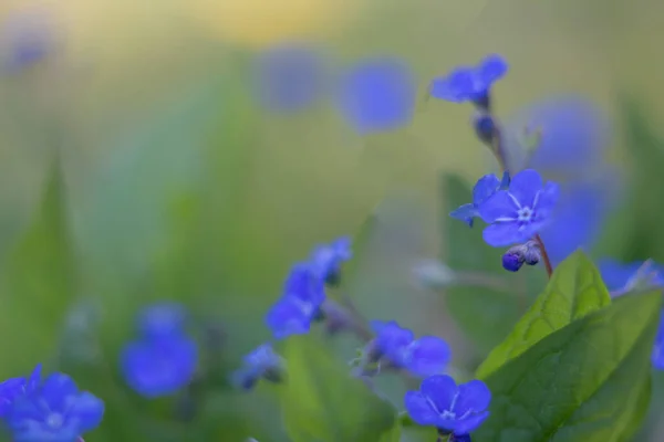 Esqueça Não Flores Roxas Natureza Primavera Temporada Close Detalhes — Fotografia de Stock