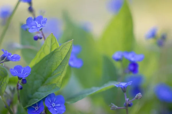 Забудь Фіолетові Квіти Весняний Сезон Природи Крупним Планом Деталі — стокове фото