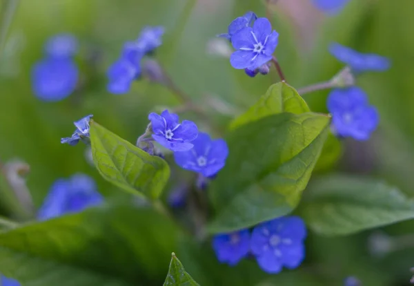 Esqueça Não Flores Roxas Natureza Primavera Temporada Close Detalhes — Fotografia de Stock