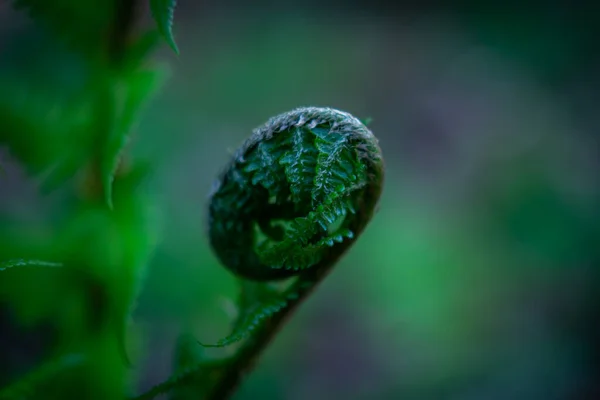 Young Fern Spiral Close Nature Spring Season Details — 스톡 사진